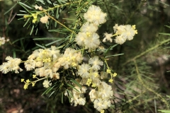 Acacia fimbriata (Fringed Wattle)