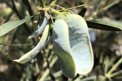 Acacia suaveolens (Sweet Wattle)