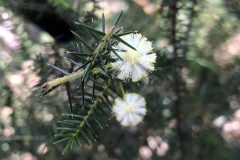 Acacia ulicifolia