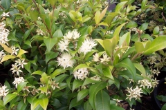 Backhousia myrtifolia (Grey Myrtle)