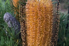 Banksia spinulosa (Hairpin Banksia)