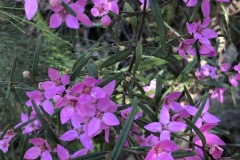Boronia ledifolia (Sydney Boronia)