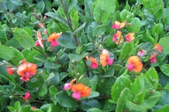Chorizema cordatum