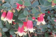 Correa 'Canberra Bells'