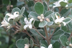 Correa alba (White Correa)