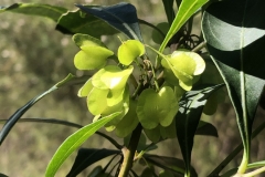 Dodonea triquetra (Hop Bush)