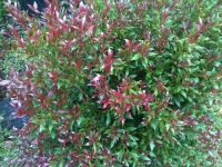 Acmena 'Cherry Suprise'