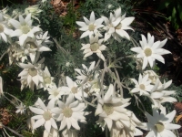 Actinotus helianthii (Flannel Flower)