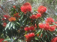 Alloxylon flammeum (Tree Waratah)