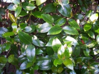 Aphanopetalum resinosum (Gum Vine)