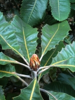 Banksia robur (Swamp Banksia)