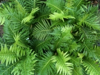Blechnum nudum (Fishbone Water Fern)