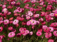 Bracteantha bracteata Pink (Pink Paper Daisy)