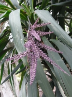 Cordyline stricta (Slender Palm Lily)
