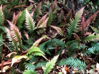Doodia aspera (Rasp Fern)