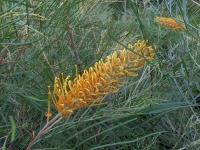 Grevillea 'Honey Gem'