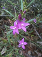 Crowea exalata