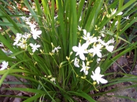 Libertia paniculata (Grass Flag)