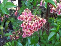 Pandorea 'Ruby Bells'
