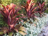 plantings